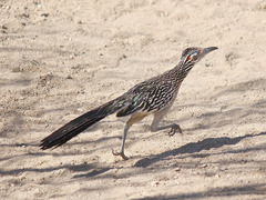 Geococcyx californianus