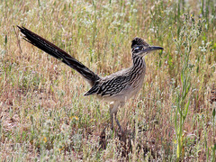 Geococcyx californianus
