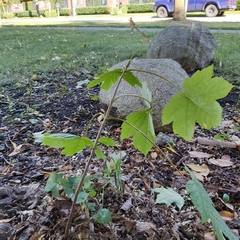 Acer pseudoplatanus