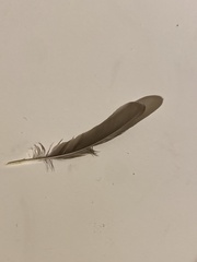 Geothlypis philadelphia