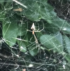Argyrodes fissifrons
