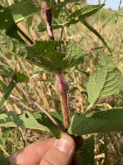 Neolasioptera perfoliata