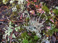 Cladonia verruculosa