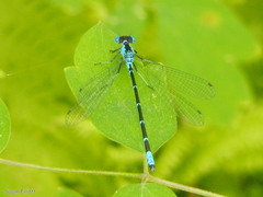 Chromagrion conditum