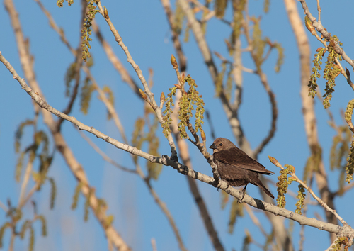 Brown-headed Cowbird photographed in Colorado