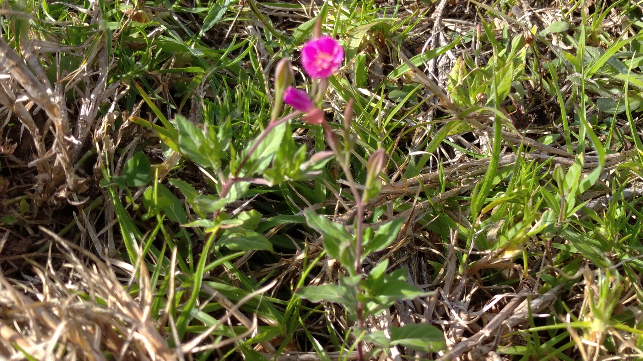 Oenothera image