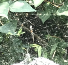 Argyrodes fissifrons