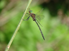 Somatochlora linearis