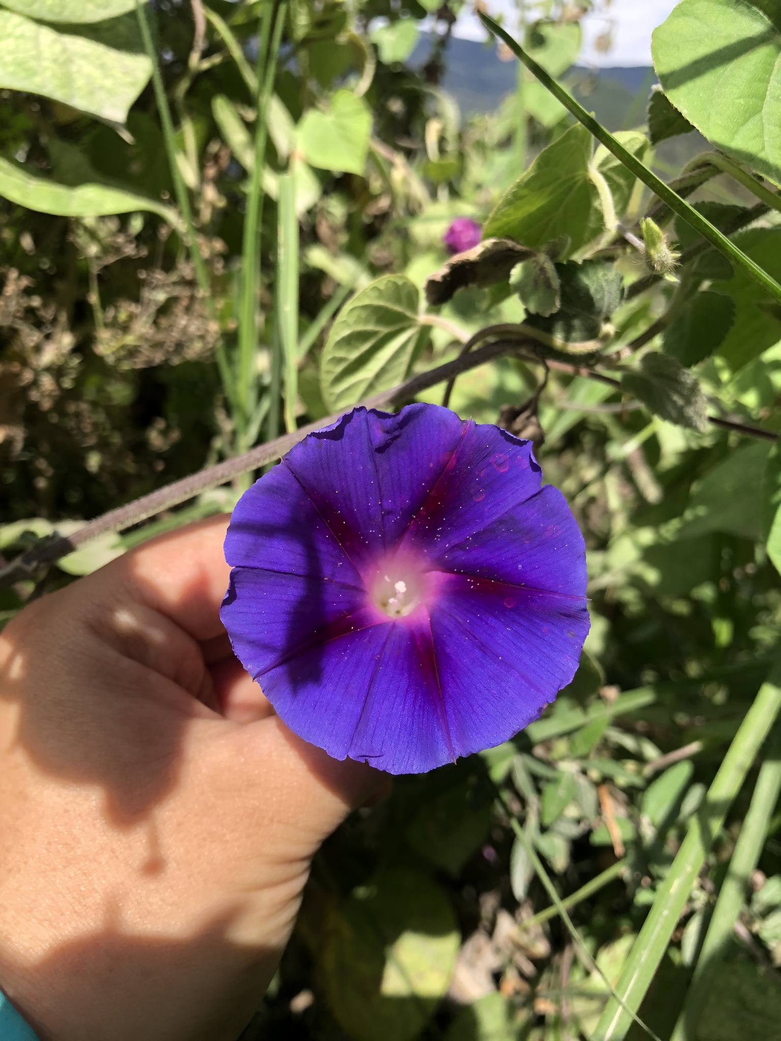 Ipomoea purpurea image