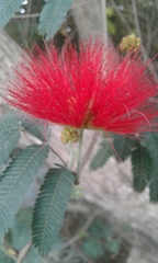 Calliandra tweediei