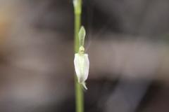 Cyrtostylis oblonga