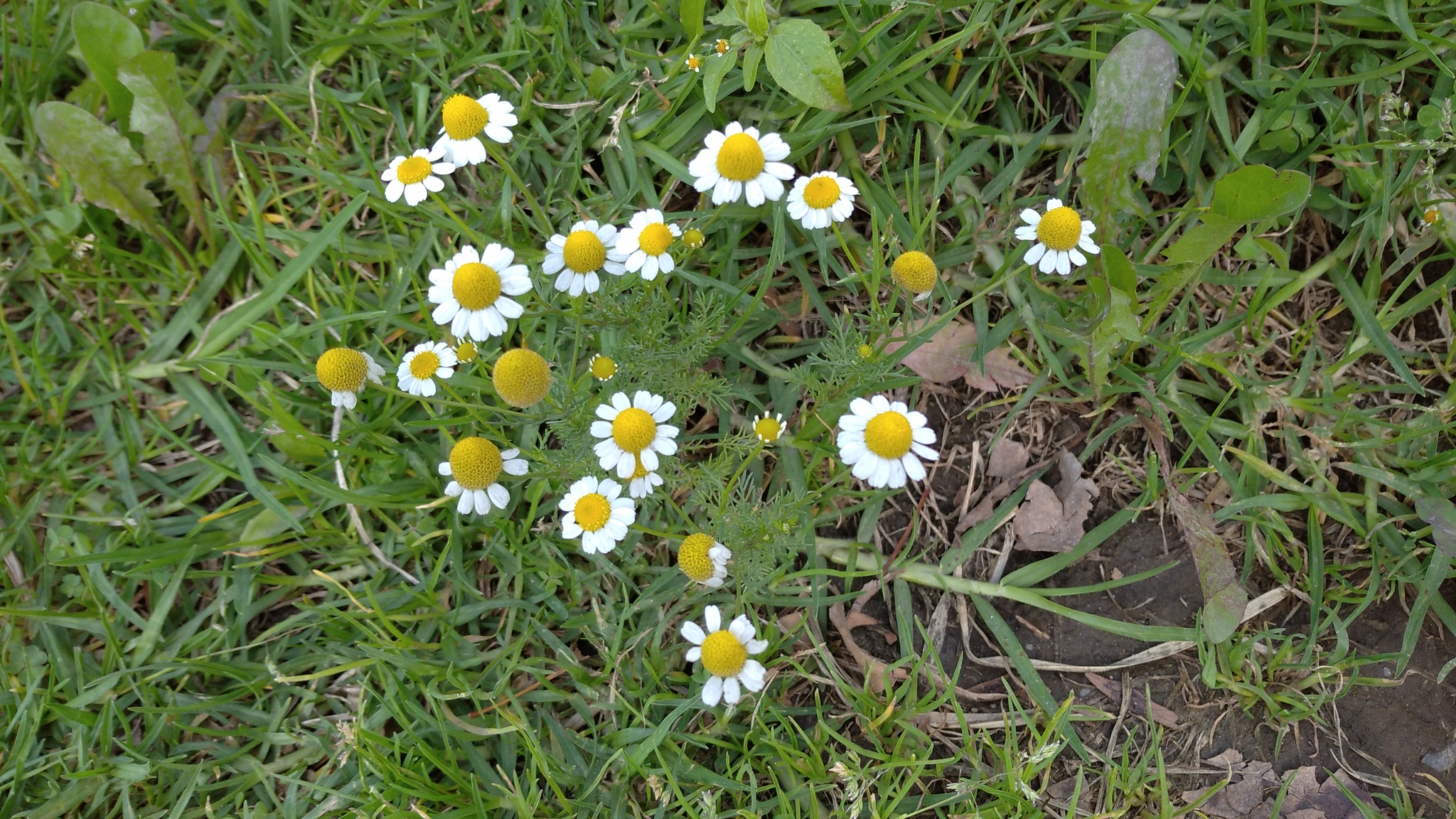 Matricaria chamomilla image