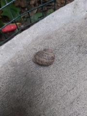 Cornu aspersum