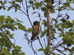 Glaucidium palmarum