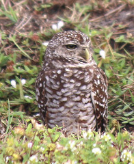 Athene cunicularia floridana