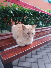 Felis catus