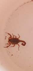 Centruroides ornatus