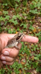Lithobates sylvaticus image