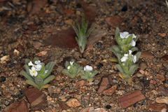 Amsinckiopsis kingii