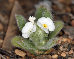 Amsinckiopsis kingii