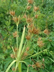 Rhynchospora macrostachya