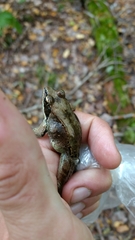 Lithobates sylvaticus image