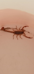 Centruroides ornatus