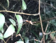 Argyrodes fissifrons