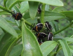 Cosmopepla conspicillaris