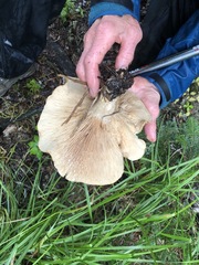 Lactarius argillaceifolius megacarpus