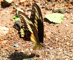 Heraclides pallas bajaensis
