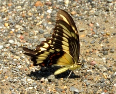 Heraclides pallas bajaensis