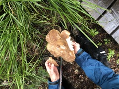 Lactarius argillaceifolius megacarpus