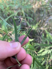 Coleosporium delicatulum