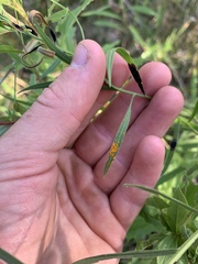 Coleosporium delicatulum