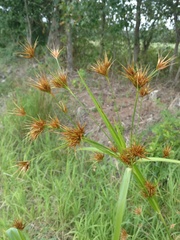 Rhynchospora macrostachya