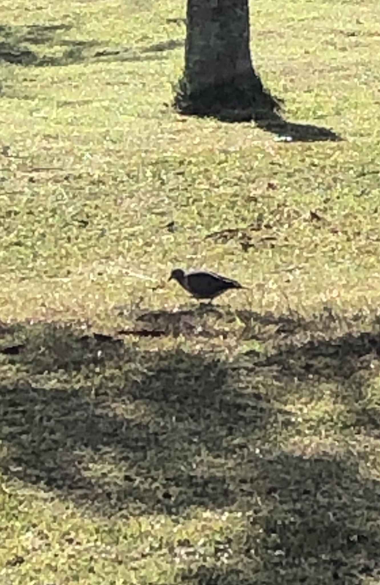 Columbidae image