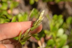 Gentianeae