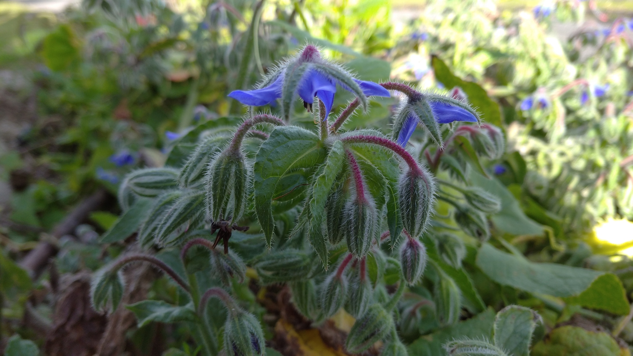 Borago officinalis image