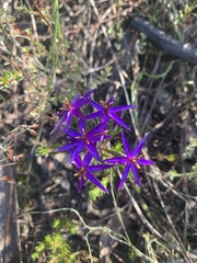 Calectasia intermedia