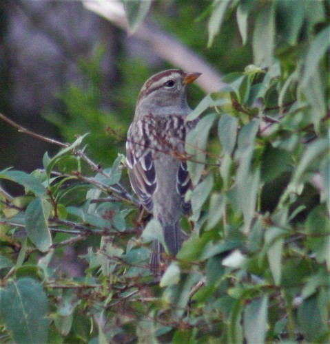 White-crowned Sparrow photographed in New Mexico