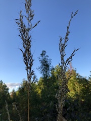 Sorghastrum