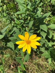 Asteraceae