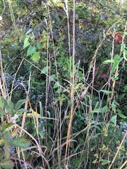 Sorghastrum