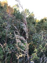 Sorghastrum