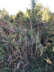 Sorghastrum