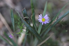 Brachyscome multifida dilatata