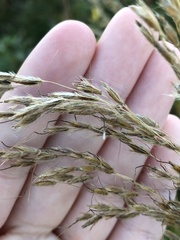 Sorghastrum