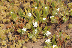 Plagiobothrys mollis