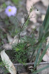 Brachyscome multifida dilatata
